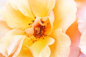 Image showing Rose macro in white and pink