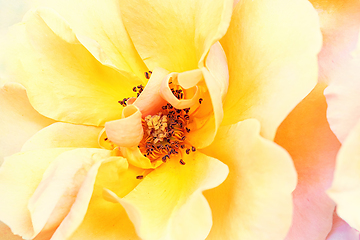 Image showing Rose macro in white and pink