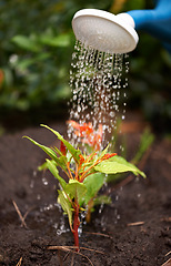 Image showing Plant, soil and watering can for fresh, grow and hope for nature, environment and sustainability. Water, flower and tool for gardening, horticulture and agriculture for eco friendly, care and spring