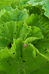 Image showing Vegetable, lettuce and nature environment with snail or small business production, agriculture or countryside. Healthy food, growth and vegetation for land insect on plant, ecology or sustainable