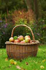 Image showing Apple, basket or leaf on lawn for organic, harvest or countryside for health, food or agriculture. Bio, fruit and grass in autumn on sustainable, farm and orchard for natural eco friendly nutrition