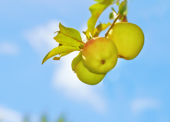 Image showing Apple, leaves on orchard and sky outdoor, nature and agriculture for sustainability, food and nutrition for health. Growth, environment and fruit farm, harvest and crops for wellness in countryside