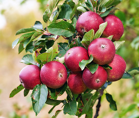 Image showing Red apples, orchard and bunch with nature, environment and leaves with garden and ecology. Fruit, trees and sunshine with growth and countryside with farmland and food with plants and agriculture