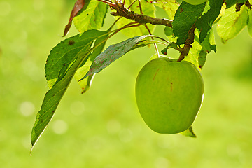 Image showing Apple, tree and leaves on orchard in nature, outdoor for agriculture and sustainability with food for nutrition. Growth, environment and fruit farm, harvest and crops for wellness in countryside