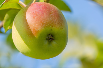 Image showing Nature, tree and growth of apple from countryside, outdoor and fruit for nutrition, eating and harvest. Summer, fall and organic in rural environment for farming or garden, orchard and fiber for food