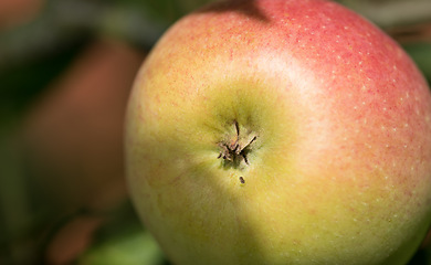 Image showing Apple, fruit and healthy to eat for nutrition in farm, fall and summer in October for fresh harvest. Sunshine, closeup and natural with vitamins to enjoy for vegan or vegetarian and agriculture