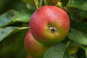 Image showing Healthy, leaves and natural apple in orchid, tree and fruit for nutrition, eating and harvest. Summer, fall and plants in rural environment for farming or garden, China and fiber for food outdoor