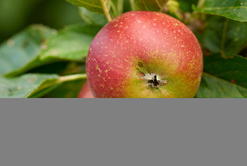 Image showing Healthy, leaves and natural apple outdoor, tree and fruit for nutrition, eating and harvest. Summer, fall and green in rural environment for farming or garden, orchard and fiber for food in China