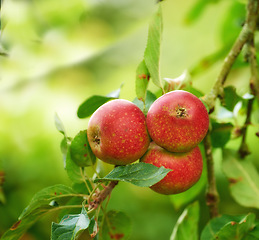 Image showing Red apples, orchard and trees with nature, countryside and summer with garden and leaves. Fruit, eco friendly and sunshine with growth and agriculture with farmland or food with plants or ecology