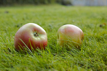 Image showing Fall, grass and natural apple from countryside, outdoor and fruit for nutrition, eating and harvest. Fresh, sweet and organic in rural environment for farming or garden, orchard and fiber for food