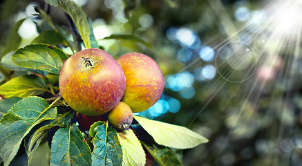 Image showing Lens flare, leaves and apple outdoor in nature, organic and fruit for nutrition, eating and harvest. Summer, fall and green in rural environment for farming or garden, orchard and fiber for food