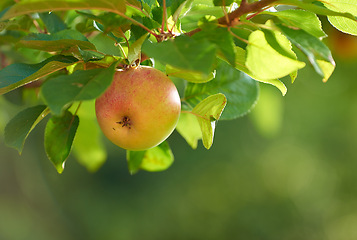 Image showing Outdoor, branch and produce of apples in nature, food and plants with growth in garden or farm. Sweet, healthy and India with fruit for sustainability in orchard, organic and fresh for eating