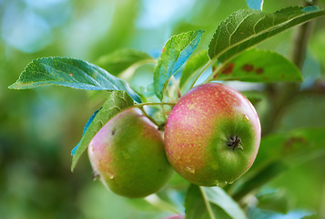 Image showing Apple, tree and leaves on orchard for agriculture, nature and sustainability outdoor with food for nutrition. Growth, environment and fruit farm, harvest and crops for wellness in countryside