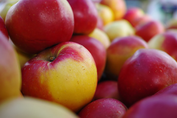 Image showing Healthy, nutrition and natural apples from farm, closeup and fruit for vitamins, eating and harvest. Summer, fall and green in rural environment in countryside of garden, orchard and fiber for food