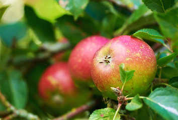 Image showing Agriculture, nature and apples for fruit on branch, tree and outdoor in garden or farm with leaves. Nutrition, healthy and vegan or vegetarian food, organic and plants for growth in South Africa