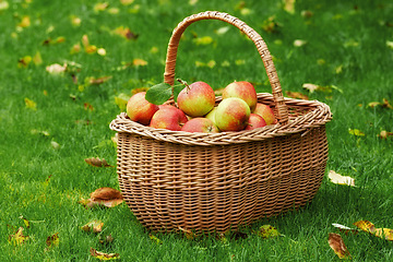 Image showing Apple, basket or leaves on grass for autumn, harvest or countryside for health, food or agriculture. Organic, fruit and lawn in sustainable, farm and orchard for natural eco friendly nutrition