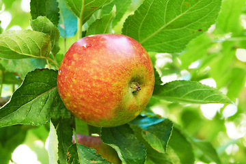 Image showing Apple, leaves on orchard and outdoor, nature and agriculture for sustainability with food and nutrition for health. Growth, environment and fruit tree, harvest and crops for wellness in countryside
