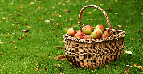 Image showing Apple, basket or leaf on lawn for fall, harvest or countryside for health, food or agriculture. Organic, fruit and grass in autumn on sustainable, farm and orchard for natural eco friendly nutrition