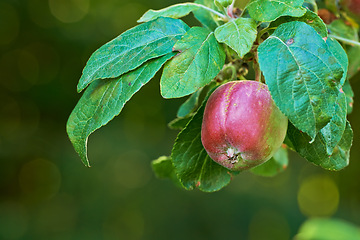 Image showing Branch, tree and natural apple from countryside, outdoor and fruit for nutrition, eating and harvest. Summer, fall and green in rural environment for farming or garden, orchard and fiber for food