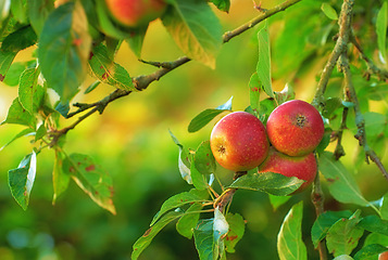 Image showing Vitamin C, fruit and apples outdoor, fresh and nature of India for sustainability with nutrition. Fiber, diet and healthy for eating, wellness and export to USA from agriculture, farming and ecology