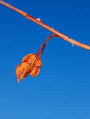 Image showing Blue sky, orange leaf in autumn for seasonal change or fall foliage for nature and environment. Harvest season, clear and peace for tranquility, golden or rustic and natural flora with birds above