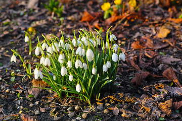 Image showing Snowdrop, flower and plant on soil in ground with leaf in environment for fall season, grow and bloom with sunlight. Nature, landscape and greenery in garden or forest and bud for botanical or eco