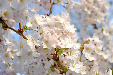 Image showing White blossoms, flower and leaf for plant in garden or nature for environment and geography on earth in backyard or forest for apple tree. Growth, greenery with stem in spring for ecology and natural