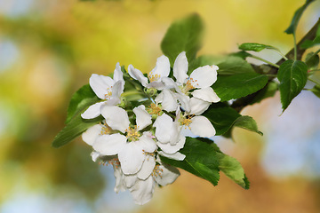 Image showing White flowers, plant and growth in nature for farming, agriculture and zoom of petals in a garden or park. Apple tree for development, fruits and food production with start or beginning of spring