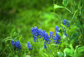 Image showing Bluebells, countryside and forest with flower, plants and grass in nature with floral greenery outdoor. Leaves, bush and woods with bloom and wild garden in spring with no people and fresh vegetation