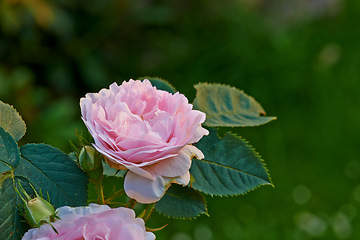 Image showing Rose, leaf and flower in nature for plant, love and bloom with bud and growth in garden or natural environment. Bright and fresh in sunlight and spring season and stem with flora, petal and color