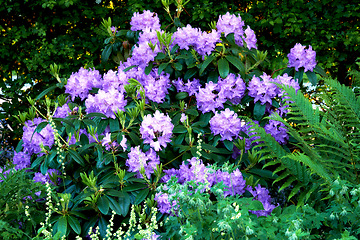 Image showing Azalea, countryside and forest with flower, plants and grass in nature with floral greenery outdoor. Leaves, bush and woods with bloom and wild garden in spring with no people and fresh vegetation