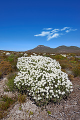 Image showing Fynbos, wildflower and sky with mountain and plant on ground for grow on landscape with grass and bush. Environment, nature and earth in summer for eco, sustainability and botanical in South Africa