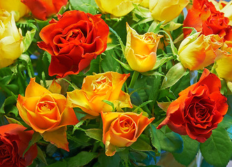 Image showing Roses, bouquet and garden or nature for spring with blossom, growth and plants in closeup or zoom. Colorful, red and yellow flowers with green leaves for natural background for romance, love or gift