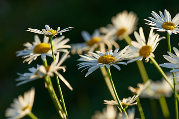 Image showing Daisy, countryside and forest with flower, plants and grass in nature with floral greenery outdoor. Leaves, bush and woods with bloom and wild garden in spring with no people and fresh vegetation