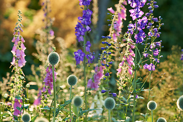 Image showing Flower, countryside and forest with purple, plants and grass in nature with floral greenery outdoor. Leaves, bush and woods with bloom and wild garden in spring with no people and fresh Larkspur