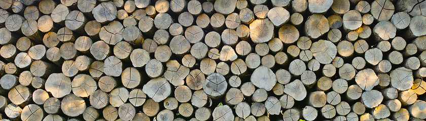 Image showing Lumber, wood and birch above with pile, forest and tree outdoor with deforestation and timber for firewood. Log, nature and woods for construction material and trunk resource of bark for logging