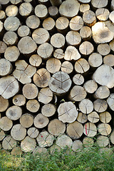 Image showing Lumber, wood and outdoor with pile, forest and birch tree with deforestation and timber for firewood supply. Log, nature and woods for construction material and trunk resource of bark for logging