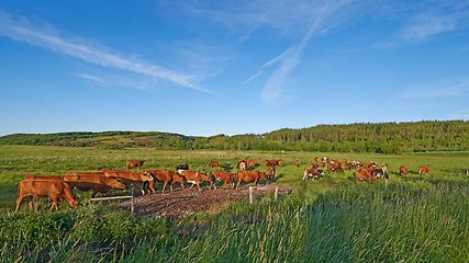 Image showing Agriculture, cows and grass in farm with nature, livestock and fields to eating lawn. Countryside, animals and landscape with cattle, blue sky and trees in spring for outdoor environment or rural