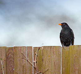 Image showing Black bird, outdoors and outside on wooden fence, avian and wild animal in natural environment. Common species, dark and native to northern hemisphere, wilderness and birdwatching or birding
