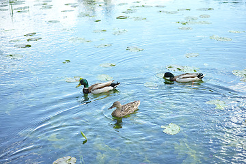 Image showing Bird, lake and nature with water, marsh and wildlife for ornithology and birdwatching. Mallard, closeup and animal. with feather, wings and plants in habitat outdoor for ducks and denmark fauna