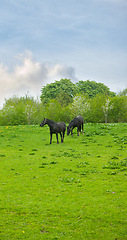 Image showing Farm, freedom and horses in nature for grass, feeding or morning grazing routine outdoor. Agriculture, sustainability and stallion animals on field for walking, peace or enjoying countryside sunshine