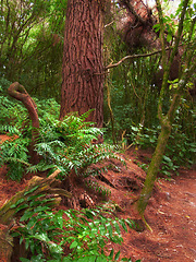 Image showing Nature, forest and autumn leaves of fern with growth, sustainable environment and tropical rainforest. Tree trunk, ecosystem and woods for plants, vegetation and scenery in natural landscape.