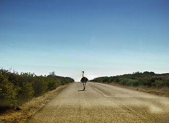 Image showing Mockup space, sky and ostrich on road walking alone in summer with nature or background. Bird, animal or landscape of habitat, conservation and sustainability and rural wildlife and plants or bush