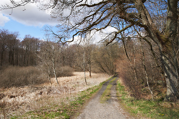 Image showing Winter, road or forest with countryside travel, holiday or vacation scenery in Denmark or nature. Background, path or street for journey, tourism or outdoor adventure with woods, trees or cold season