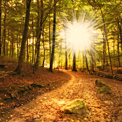 Image showing Sun, path or forest with countryside travel, holiday or vacation scenery in Sweden or nature. Background, natural or trail for journey, tourism or outdoor adventure with woods, trees or autumn season