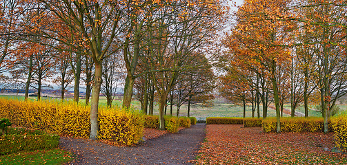 Image showing Autumn, road or forest with countryside travel, holiday or vacation scenery in Sweden or nature. Background, natural or trail for journey, tourism or outdoor adventure with woods, trees or landscape