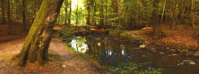 Image showing Forest, landscape and river in creek with trees, woods and natural environment in autumn with leaves or plants. Swamp, water and stream with growth, sustainability or ecology with sunlight in Denmark