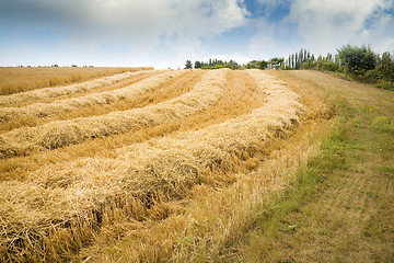 Image showing Hay Field