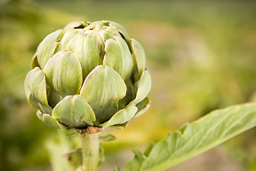 Image showing Artichoke 