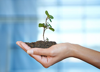 Image showing Person, hand and soil with plant for nature growth or future sustainability as earth day, climate change or non profit. Fingers, dirt and leaf for ecosystem gardening for agriculture, care or planet